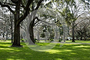 Green spring park with fresh grass, trees, palms.