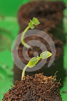 Green spring seedlings