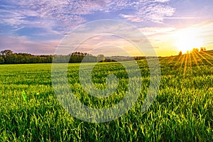 Green spring sown field and sunset sky