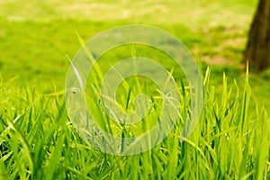 Green Spring Summer Grass