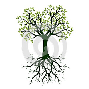 Green Spring Tree with Leaves and Roots.