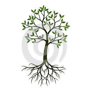 Green Spring Tree with Root. Vector Illustration.