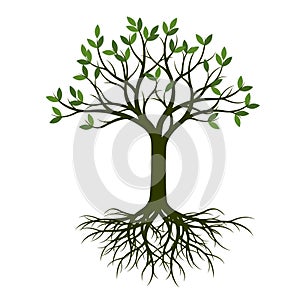 Green Spring Tree with Root. Vector Illustration.