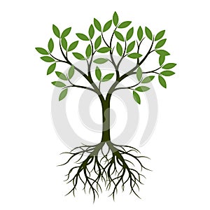 Green Spring Tree with Root. Vector Illustration.