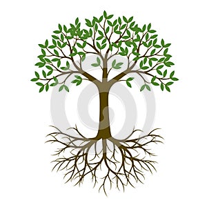 Green Spring Tree with Root. Vector Illustration.