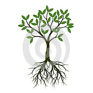 Green Spring Tree with Root. Vector Illustration.