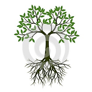 Green Spring Tree with Root. Vector Illustration.