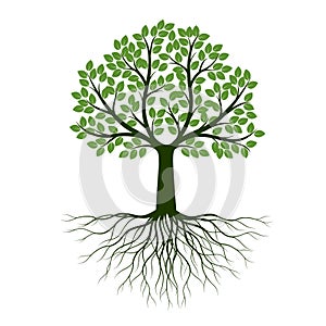 Green Spring Tree with Roots. Vector Illustration