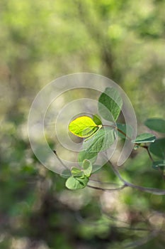 Green spring twig on blurred background. Freshness leaves at springtime. Closeup