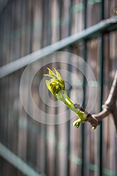 Green spring twig on blurred background. Freshness leaves at springtime. Closeup