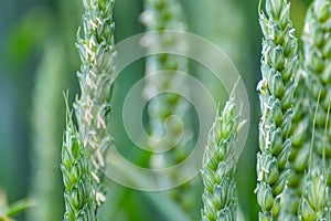 Green spring wheat field crops, ears close-up