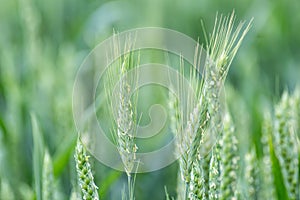 Green spring wheat field crops, ears close-up