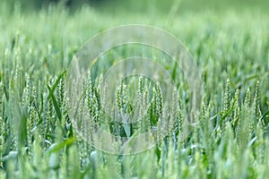 Green spring wheat field crops, ears close-up