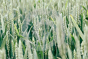 Green spring wheat field crops, ears close-up