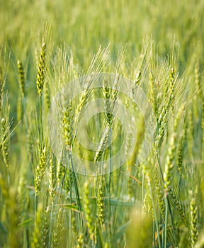 Green, Spring, Wheat Field with Soft Selective Focus