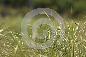 Green spring wild grass. Meadow plants growth. Weed needle grass close-up on cloudy day. Bright colors. Background. Wallpaper.