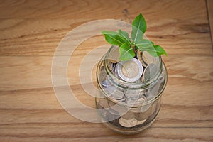 Green sprount tree growing through money coins in savings money glass jar setting on wooden floor.