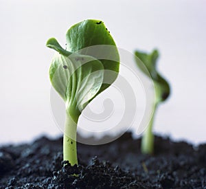 Green sprout photo