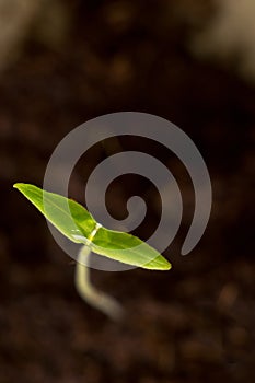 Green sprout on the background of earth, macro, close-up, the concept of a new life and spring