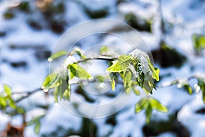 The green sprout of the bird cherry is covered with snow during unexpected precipitation in the spring. Background