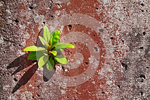 A green sprout breaks out of the concrete.The concept of purposefulness and perseverance in business 