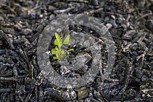 Green sprout in the burned coal