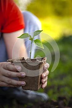 Green Sprout and Children Hands