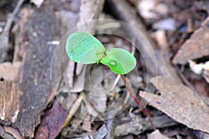 Green sprout. Closeup.