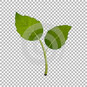 Green sprout design element. Vector illustration with leaf pair and drops of dew. Ecology concept, realistic icon in