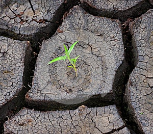 A green sprout is in dry earth
