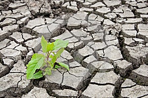 Green sprout in the dry ground