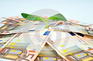 Green sprout among European currencies