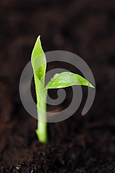 Green sprout of a flower in the ground