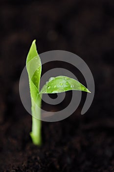 Green sprout of a flower in the ground