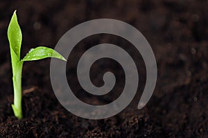 Green sprout of a flower in the ground