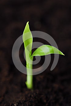 Green sprout of a flower in the ground