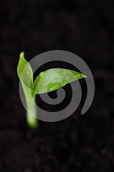 Green sprout of a flower in the ground