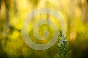 Green sprout of grass stands out on a blurry sunny forest background