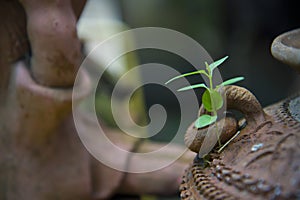 Green sprout in the ground in a peat pot macro