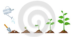 Green sprout grow. Seedling and planting phases. Plant with leaves, bean in soil, watering can. Plants growing progress vector