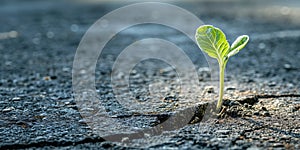 Green sprout growing from crack in asphalt road. Concept of global warming