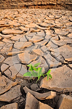 Green Sprout growing in dried land