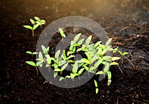 Green sprout growing from ground