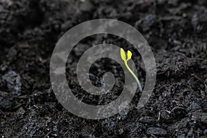 Green sprout growing in the ground close-up. Concept of springtime, growth or development.