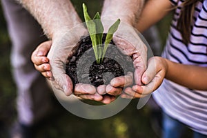 Green sprout growing in hands of adult man and child