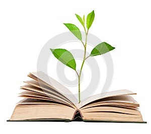 Green sprout growing from open book