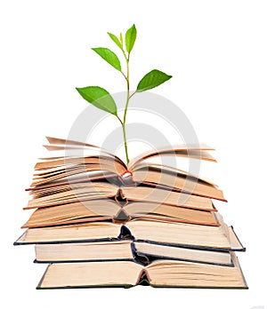 Green sprout growing from open books