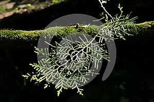 Green sprout growing out of moss covered branch of Chinese Thuja decorative tree