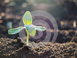 Green sprout growing out from soil