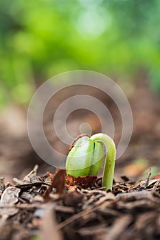 Green sprout growing out soil.